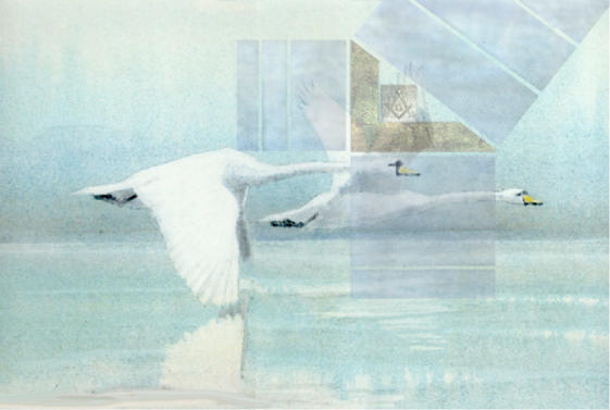 Cygne survolant l'eau